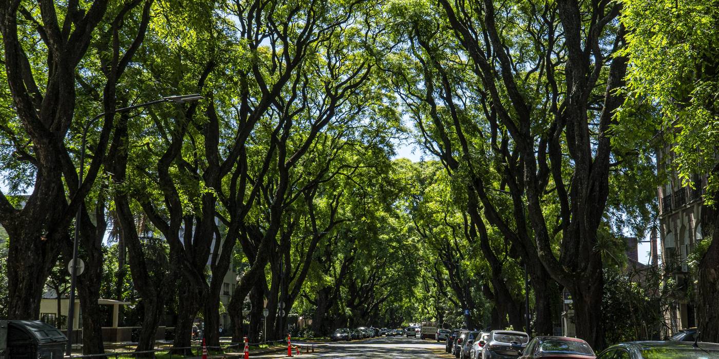 Tipas sobre la Avenida Melián